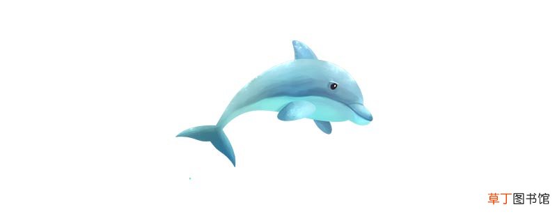 海豚的本领和特点