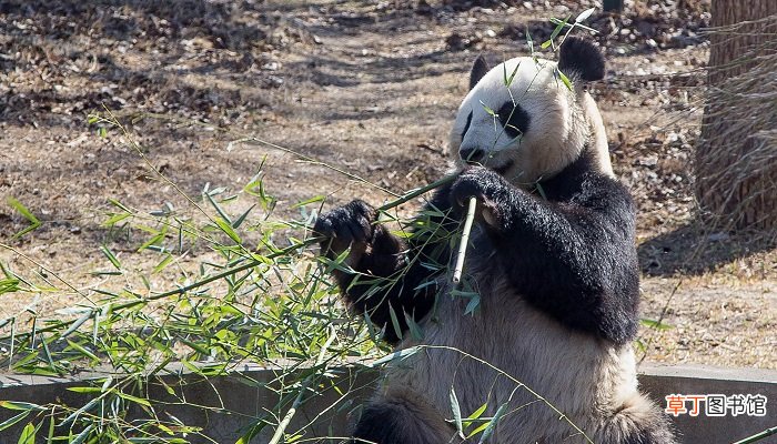 大熊猫吃什么食物