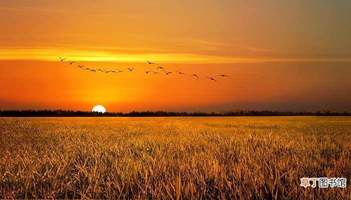 夕阳在爱情里代表什么