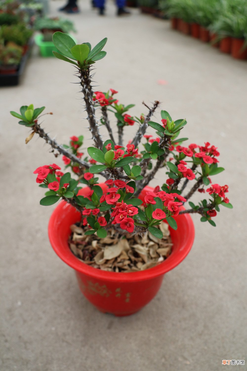 虎刺梅什么时候开花