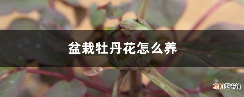 盆栽牡丹花怎么养
