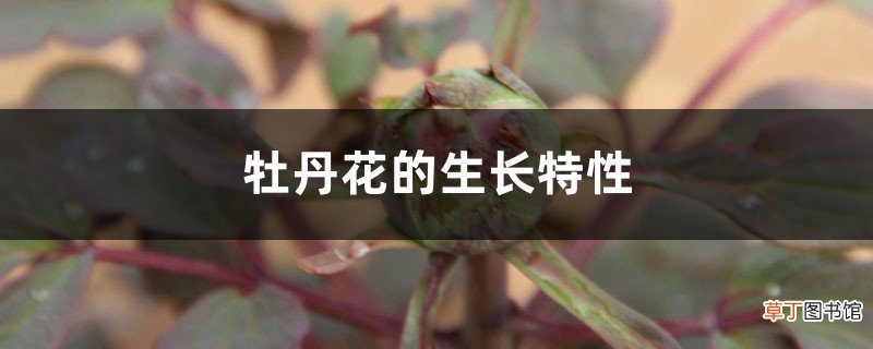 牡丹花的生长特性