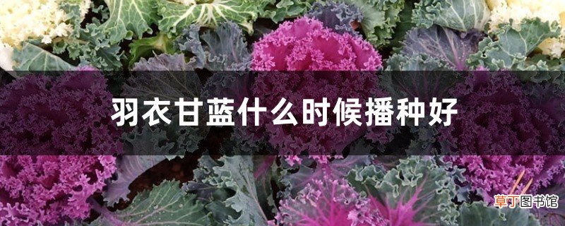 羽衣甘蓝什么时候播种好