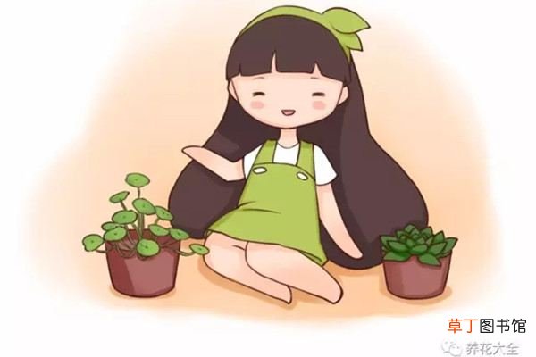 怎么折腾都不会死的花，你不来一盆