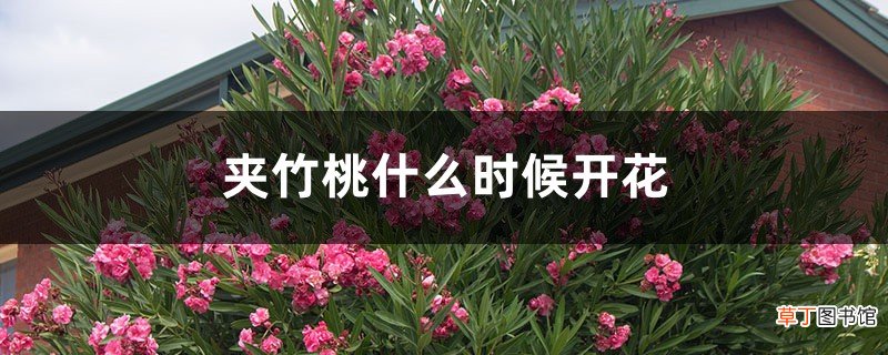 夹竹桃什么时候开花