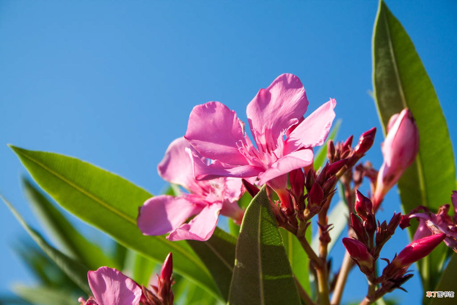 夹竹桃什么时候开花