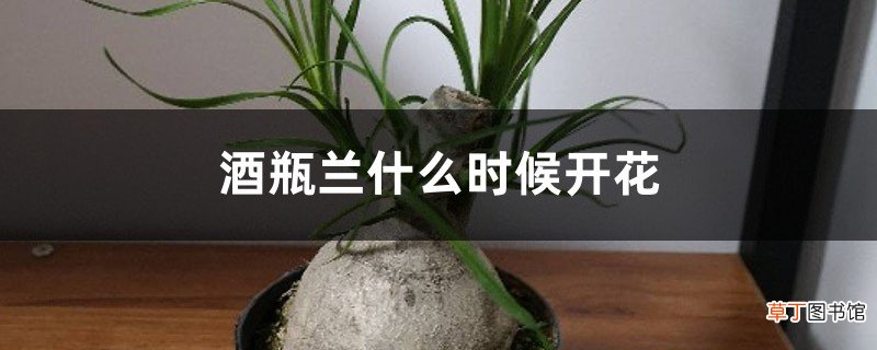 酒瓶兰什么时候开花