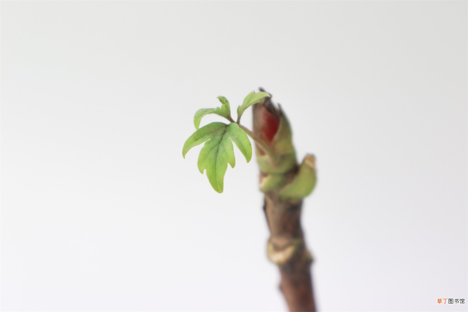 牡丹花盆景欣赏