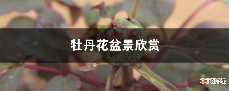牡丹花盆景欣赏