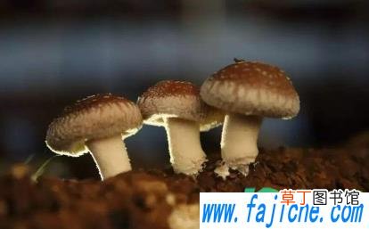 干香菇怎么泡更香 新鲜香菇和干香菇哪个香