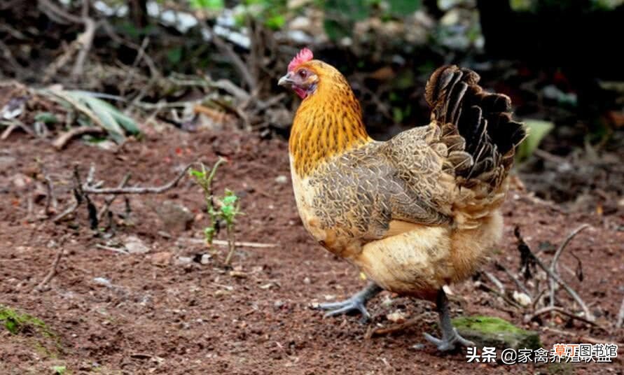 把土鸡养得这么“土”,怪不得你养鸡创业失败了