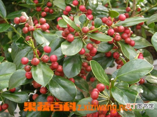 紫金牛的功效与作用