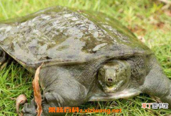 甲鱼怎么杀 杀甲鱼有什么忌讳