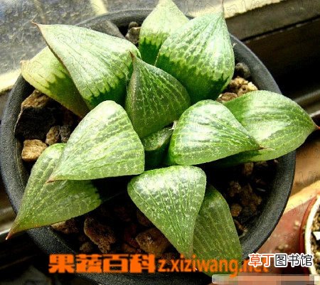 水晶掌的功效与作用
