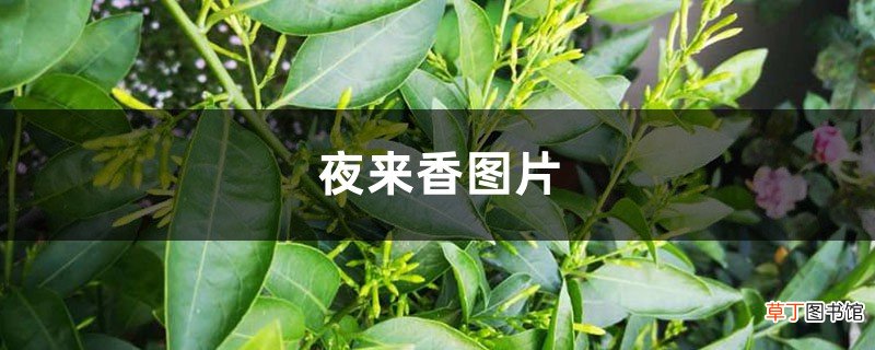 夜来香图片