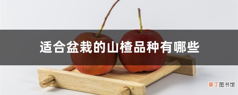 适合盆栽的山楂品种有哪些