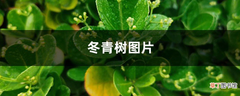 冬青树图片