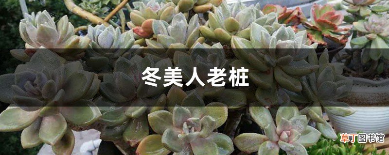 冬美人老桩
