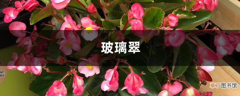 玻璃翠简介,家庭养玻璃翠常见问题大全 – 花百科