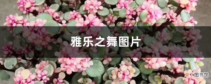 雅乐之舞图片 – 花百科