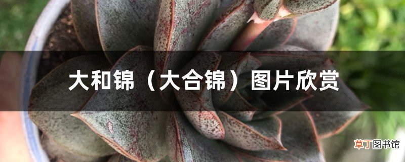 大合锦 大和锦图片欣赏