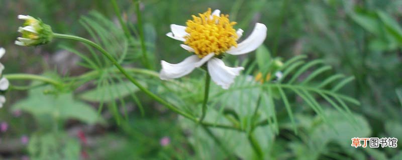 小邹菊花的含义是什么
