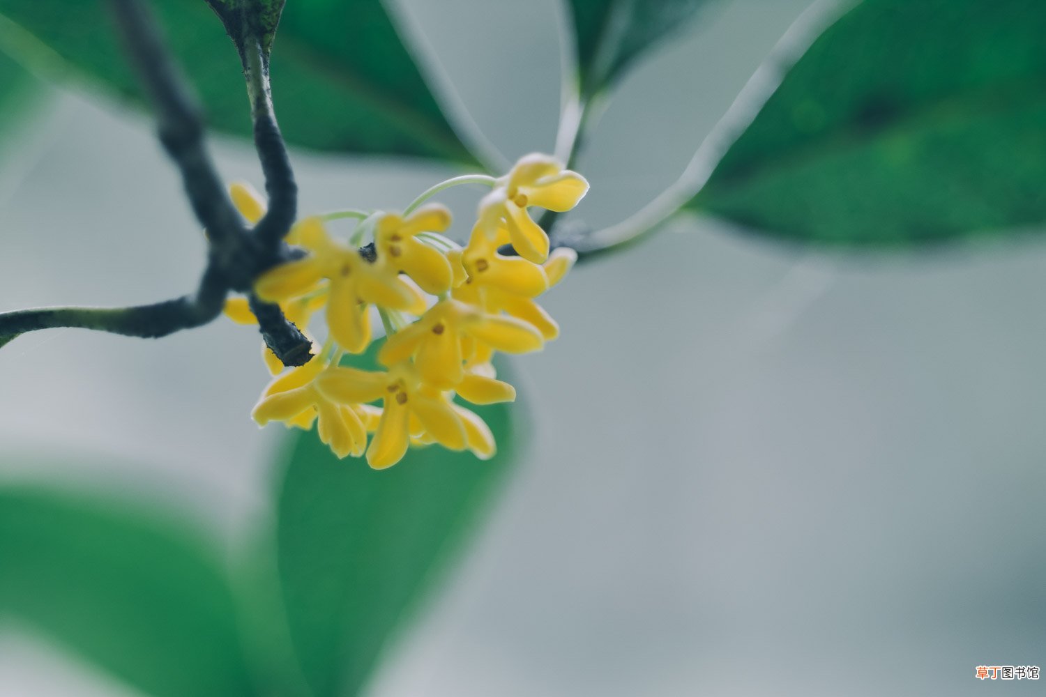 桂花什么时候开花
