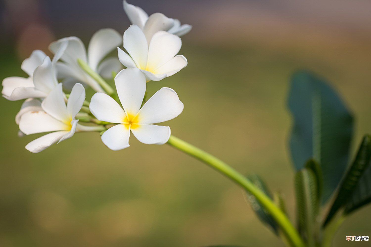 鸡蛋花什么时候开花
