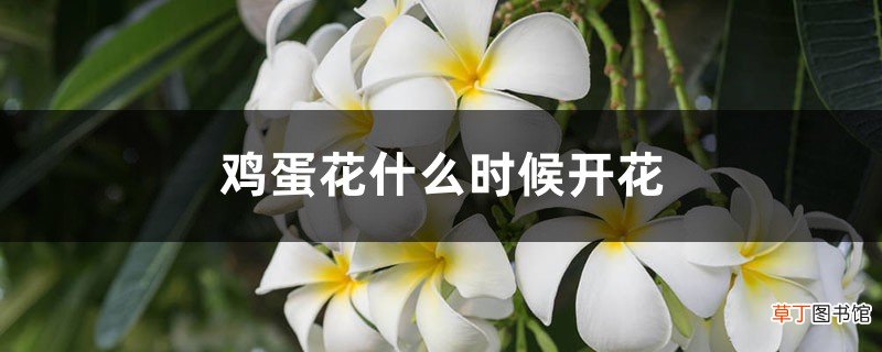 鸡蛋花什么时候开花