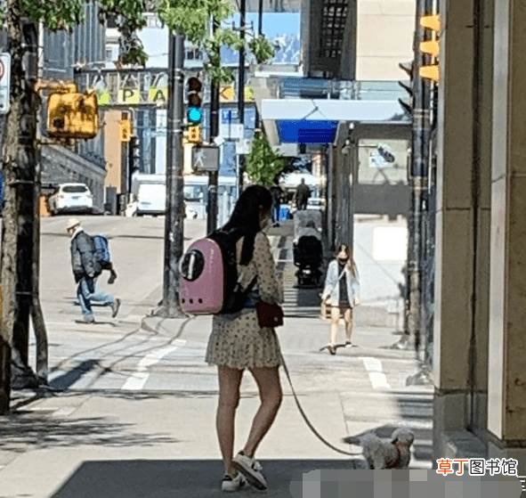 独自一人遛狗肤白温柔似少女 网友温哥华偶遇王祖贤遛狗