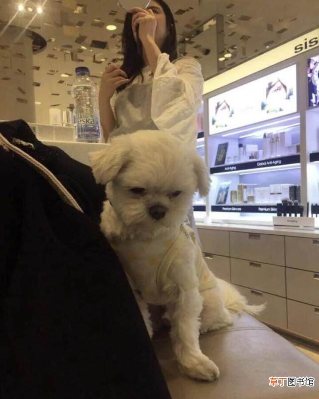 独自一人遛狗肤白温柔似少女 网友温哥华偶遇王祖贤遛狗