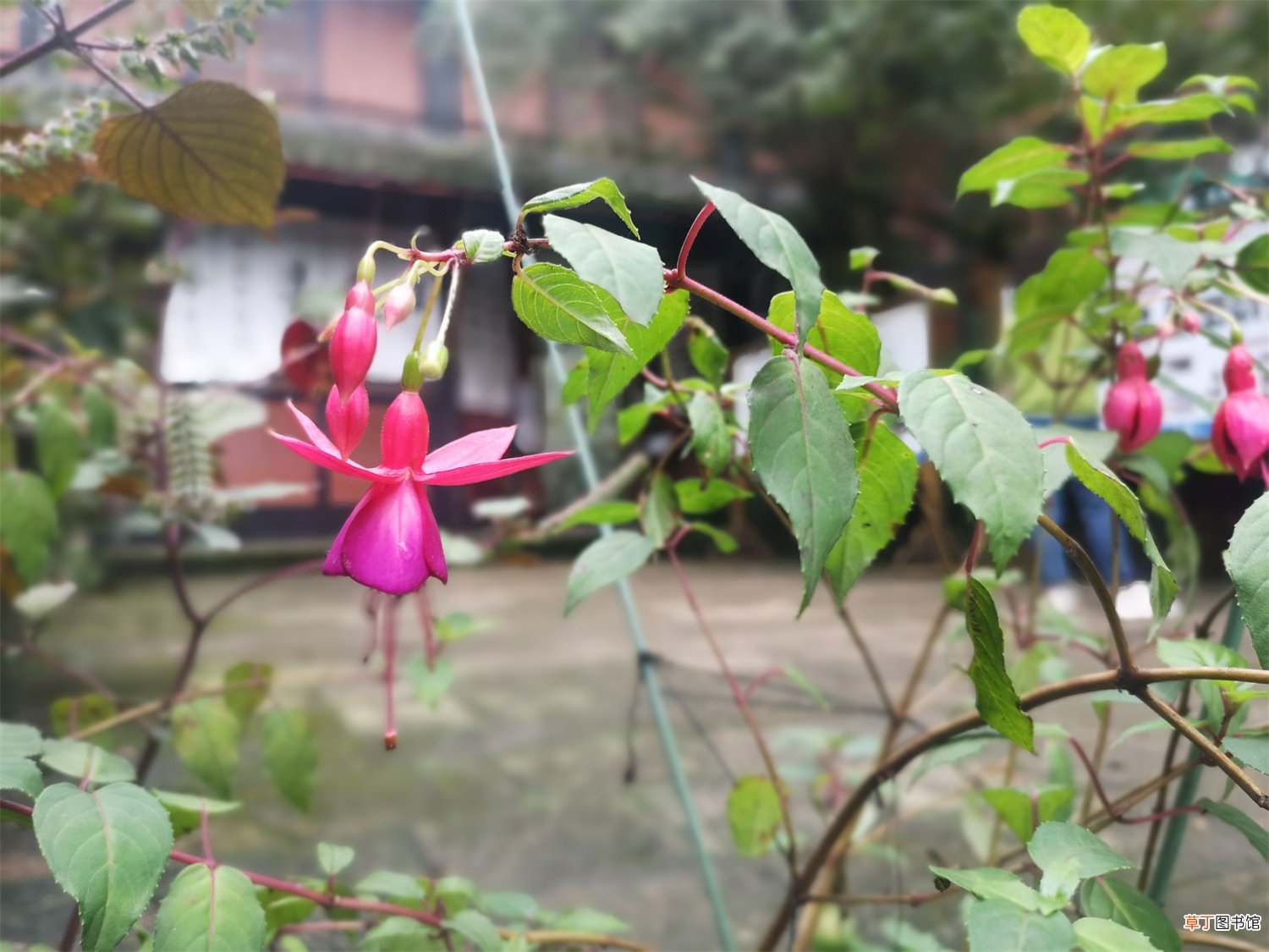 倒挂金钟什么时候开花