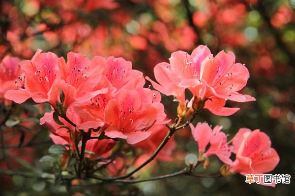 只有养过这些花，你才能成为养花大神