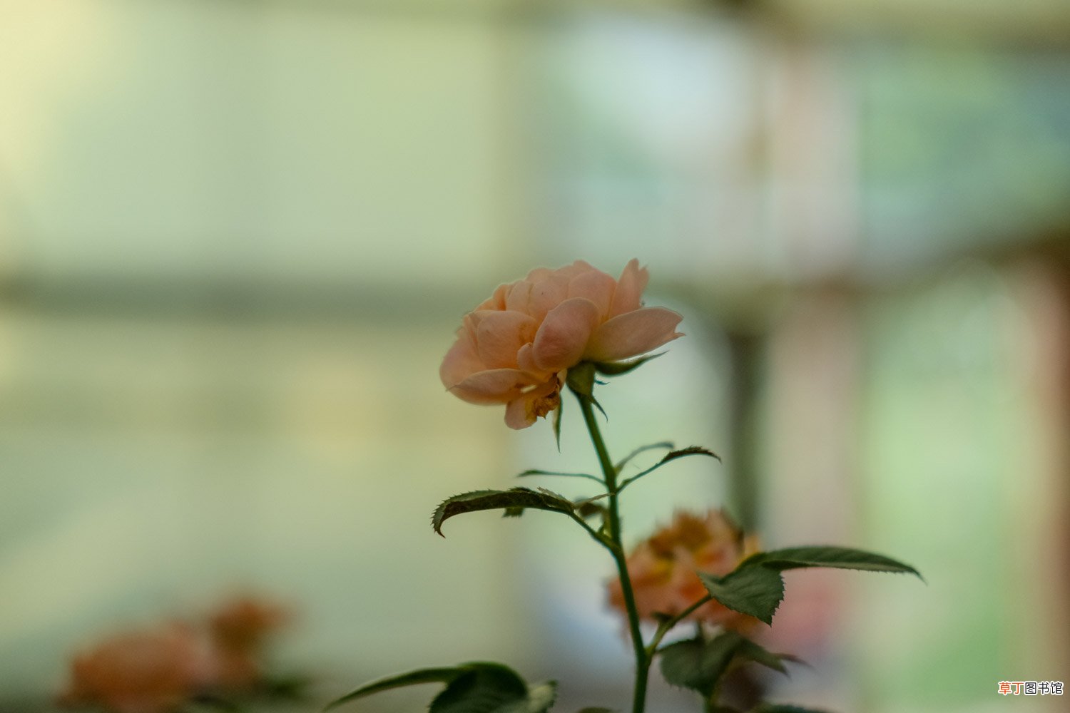 这种花随处可见，竟然能养的比月季还美