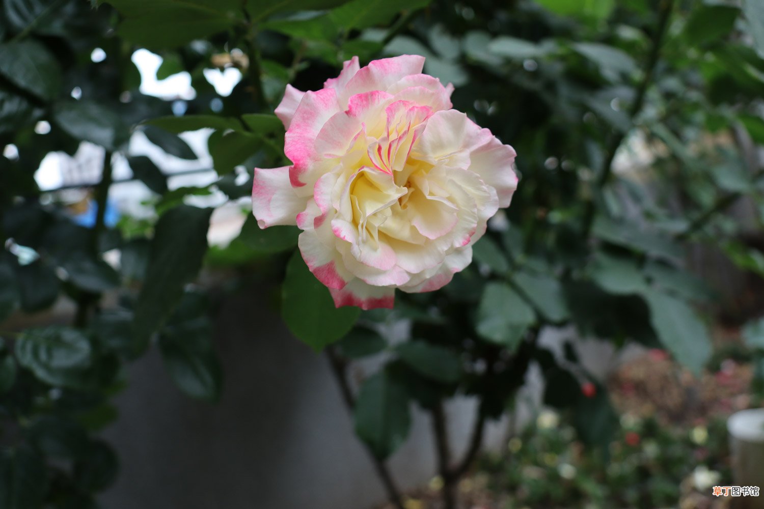 这种花随处可见，竟然能养的比月季还美