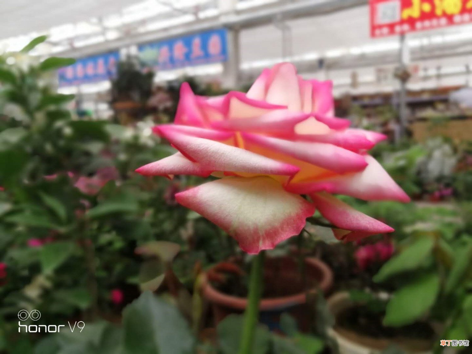 这种花随处可见，竟然能养的比月季还美