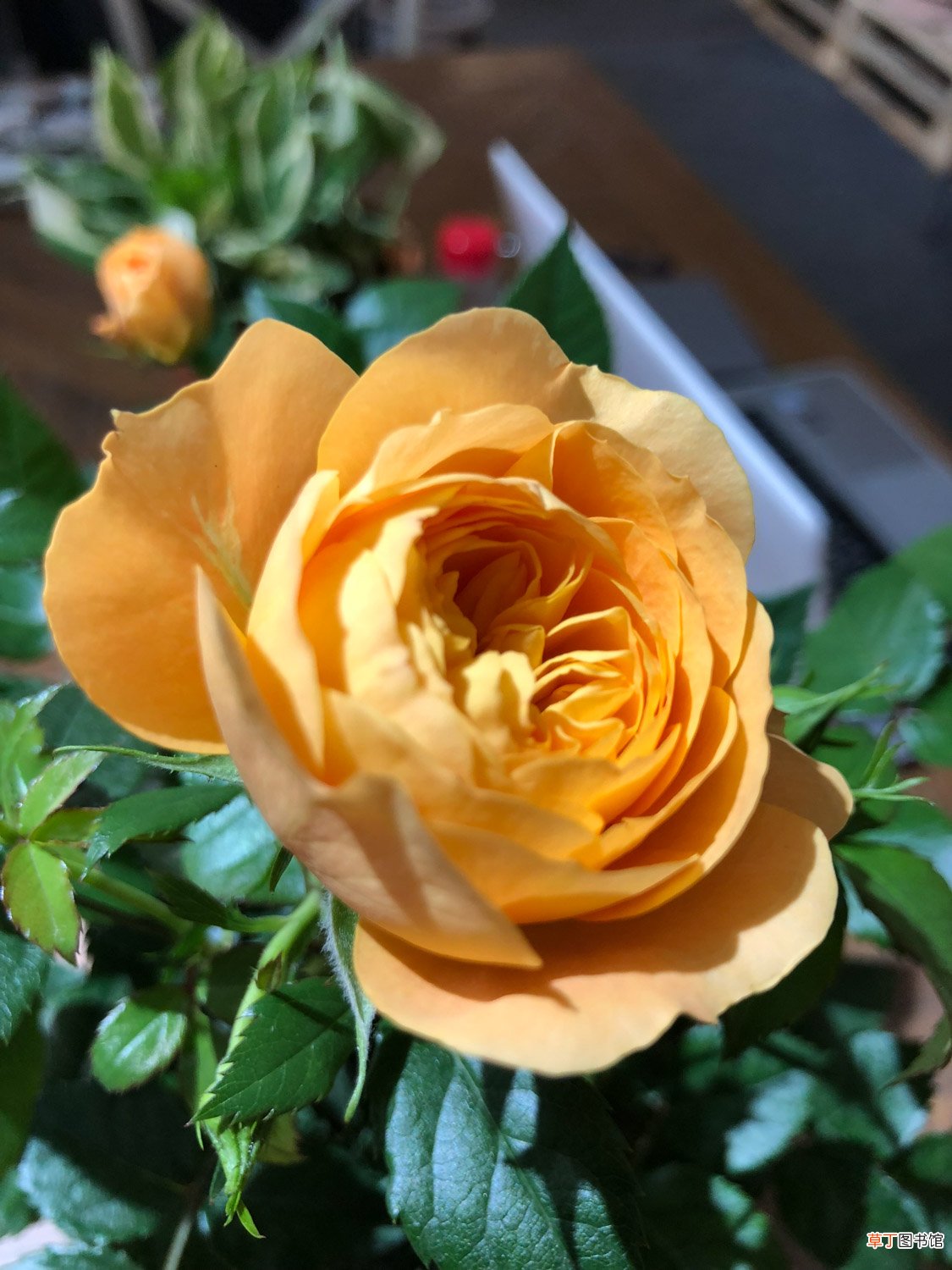 这种花随处可见，竟然能养的比月季还美