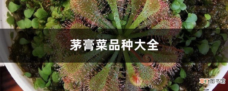 茅膏菜品种大全