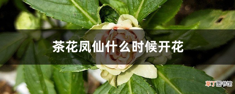 茶花凤仙什么时候开花