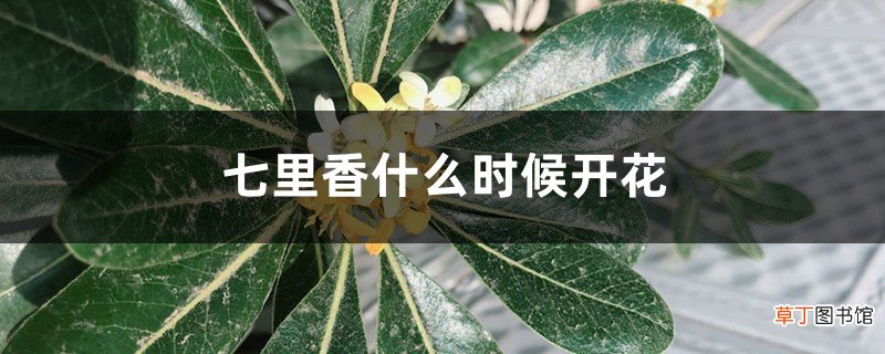 七里香什么时候开花