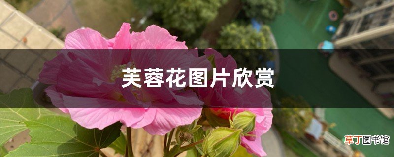 芙蓉花图片欣赏