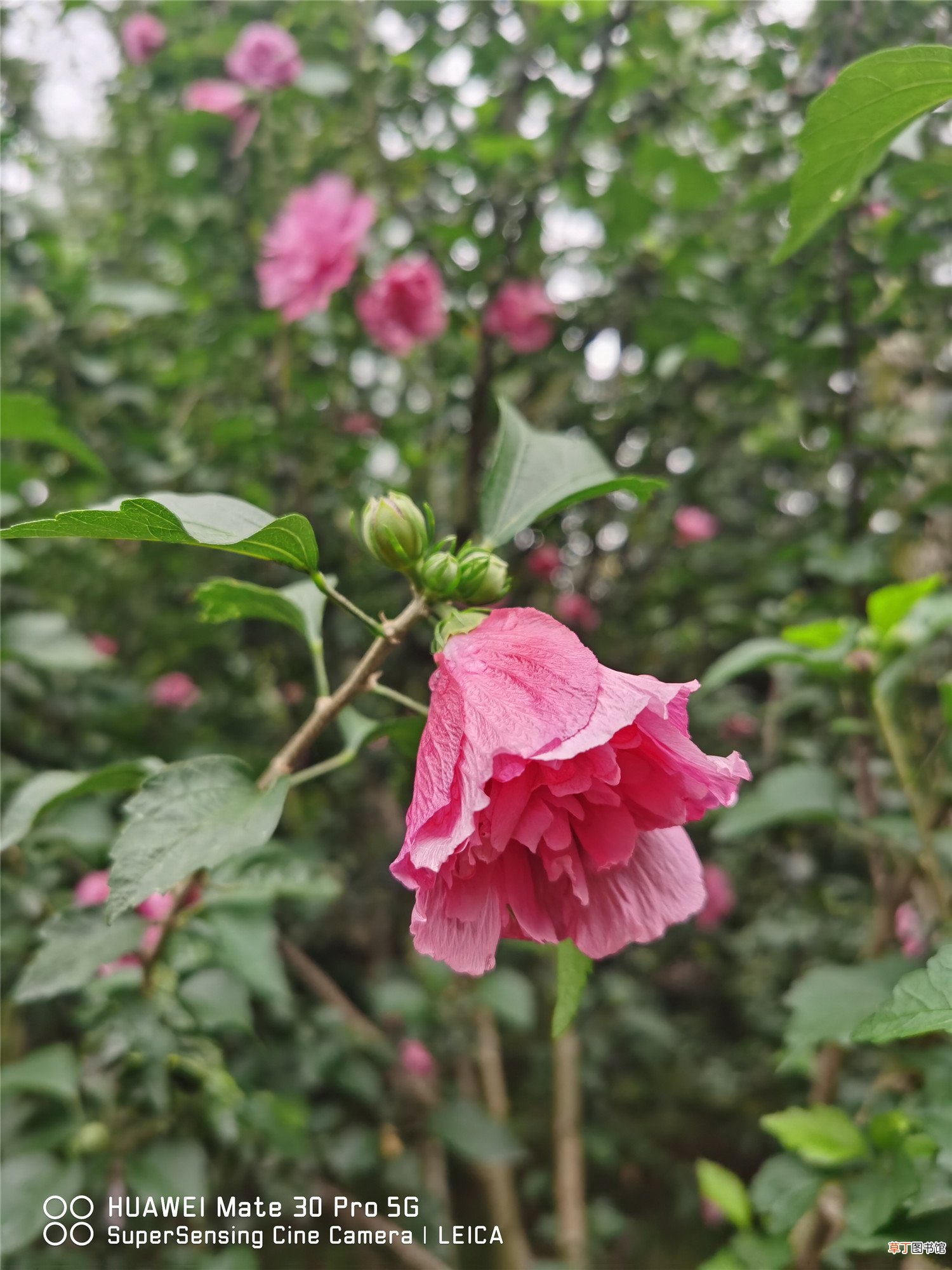 木槿什么时候开花