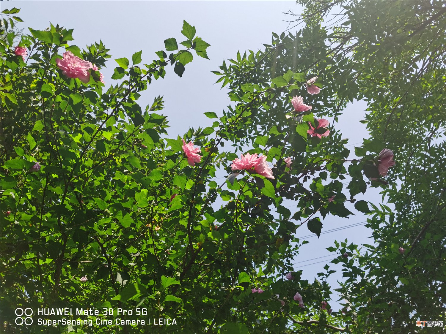 木槿什么时候开花