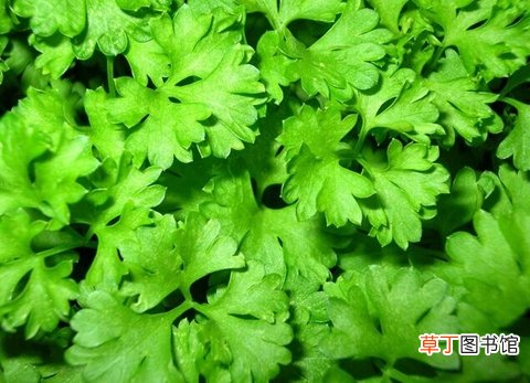 高血压怎么办？五种蔬菜帮助中老年人降压