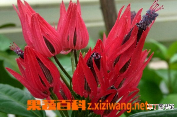 多花孔雀葵的功效与作用 多花孔雀葵的生活习性与栽培要点