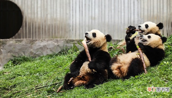 大熊猫的生活习性