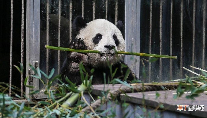 大熊猫的生活习性