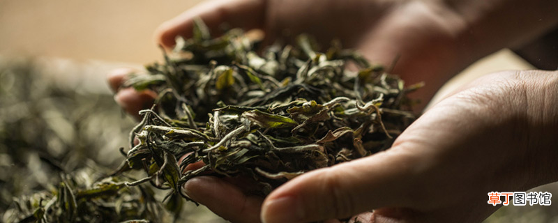 五加茶和刺五加茶的具体区别