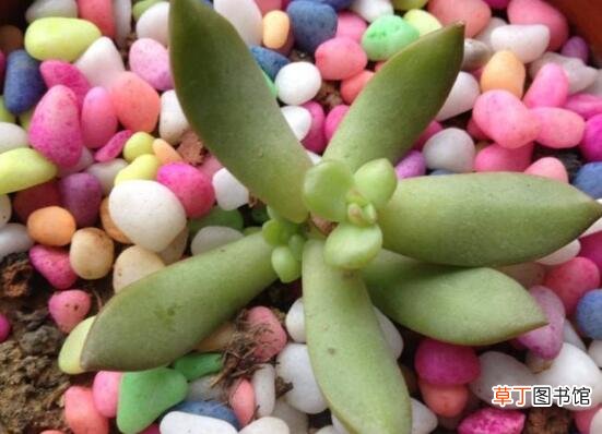 多肉植物修剪造型的方法