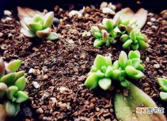 多肉植物修剪造型的方法